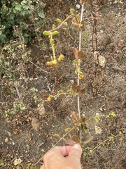 Lonicera subspicata denudata