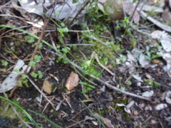 Phyllangium divergens