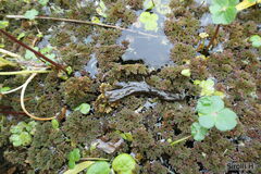 Azolla filiculoides