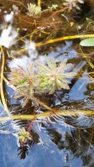 Myriophyllum robustum