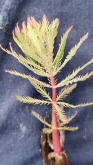 Myriophyllum robustum