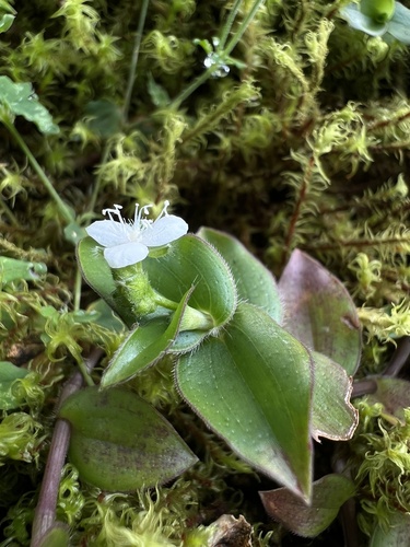 Callisia gracilis (Callisia gracilis)