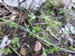 Phyllangium divergens