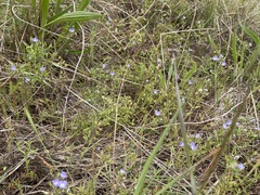 Veronica gracilis