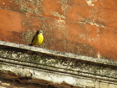 Machetornis rixosa