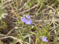 Veronica gracilis