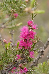 Melaleuca wilsonii