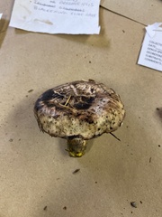 Gomphidius oregonensis