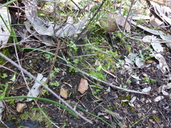 Phyllangium divergens