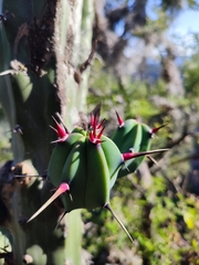 Myrtillocactus geometrizans
