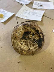 Gomphidius oregonensis