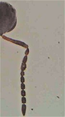 Platygaster podocarpi