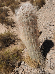 Oreocereus celsianus