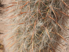 Oreocereus celsianus