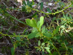 Phyllanthus striaticaulis