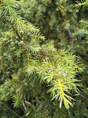 Juniperus formosana