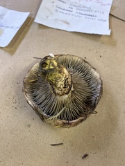 Gomphidius oregonensis