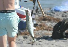 Scomberomorus maculatus