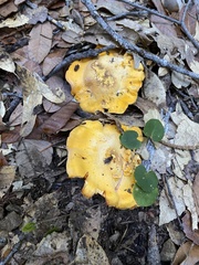 Cantharellus californicus