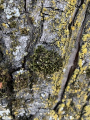 Lewinskya