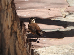 Cinclodes albiventris