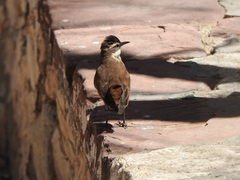 Cinclodes albiventris