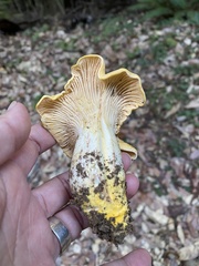 Cantharellus californicus