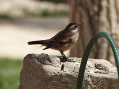 Cinclodes albiventris