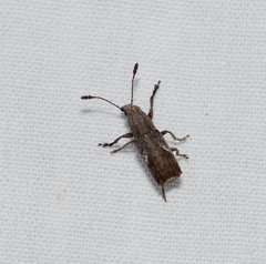 Genethila retusa
