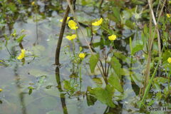 Utricularia gibba