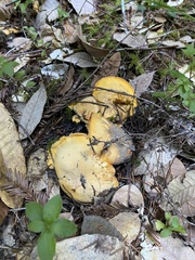 Cantharellus californicus