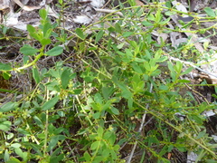 Phyllanthus striaticaulis