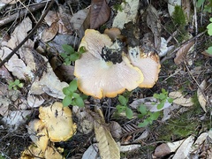 Cantharellus californicus