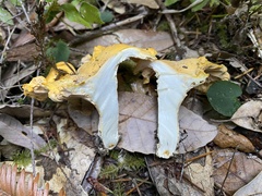 Cantharellus californicus