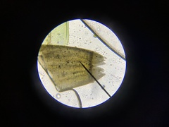 Lewinskya