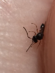 Platygaster podocarpi