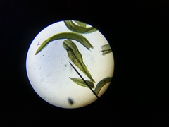 Lewinskya