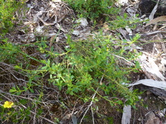 Phyllangium divergens