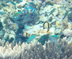 Dascyllus reticulatus