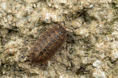 Porcellio monticola