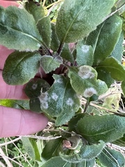 Golovinomyces sonchicola