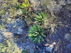 Agave