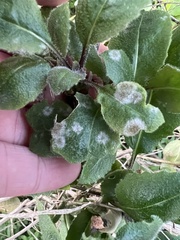 Golovinomyces sonchicola