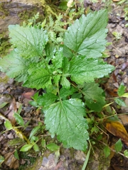 Dichrocephala integrifolia