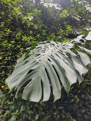 Monstera deliciosa