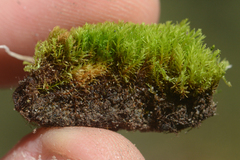 Bryoerythrophyllum recurvirostrum