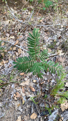 Acaciella angustissima