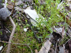 Phyllangium divergens