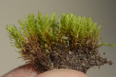 Bryoerythrophyllum recurvirostrum