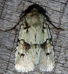 Lacinipolia implicata